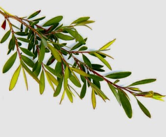 Courtesy of  istockphoto.com